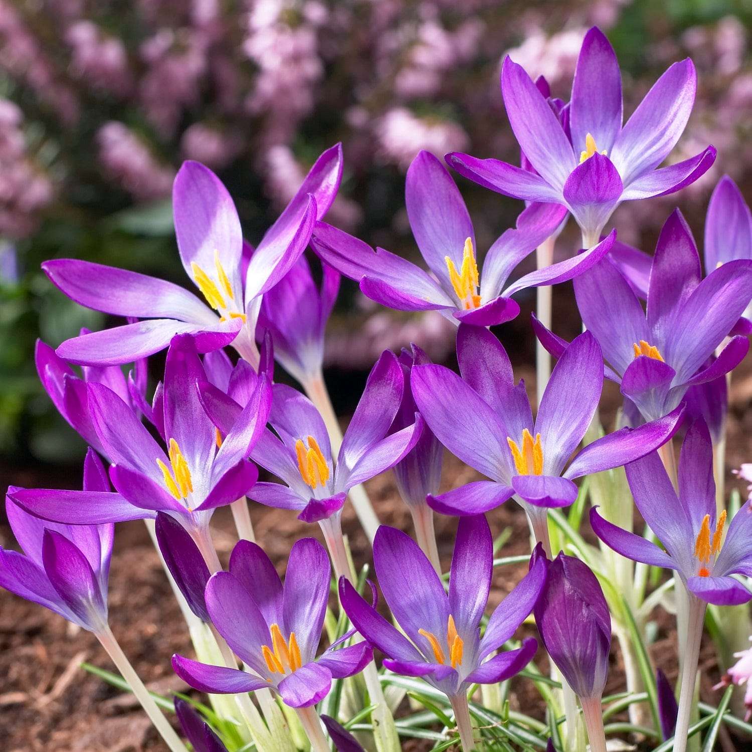 Krookus 'Whitewell Purple'